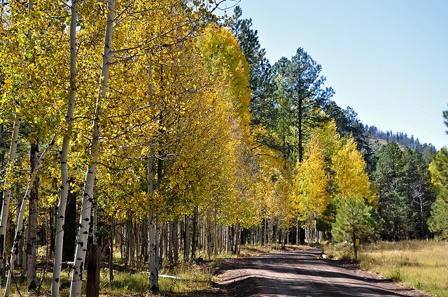 Aspen Trees for Windbreak