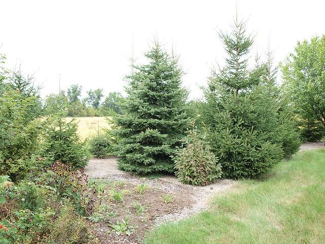 Colorado blue spruce tree for windreak