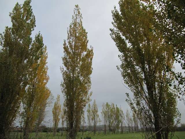 trees for windbreak