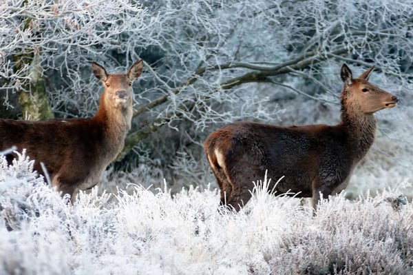 deer eating shrubs in winter