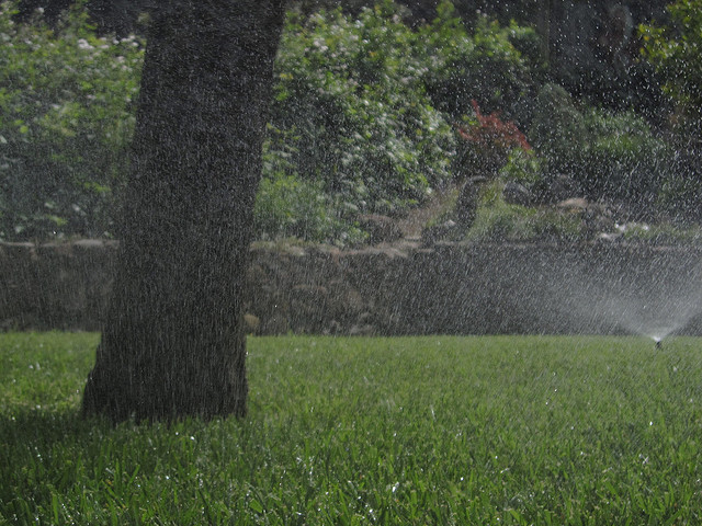 sprinkler head waters grass