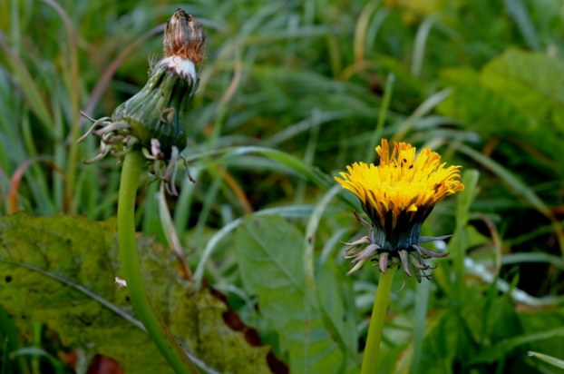 dandelion