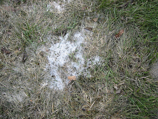 snow mold on grass