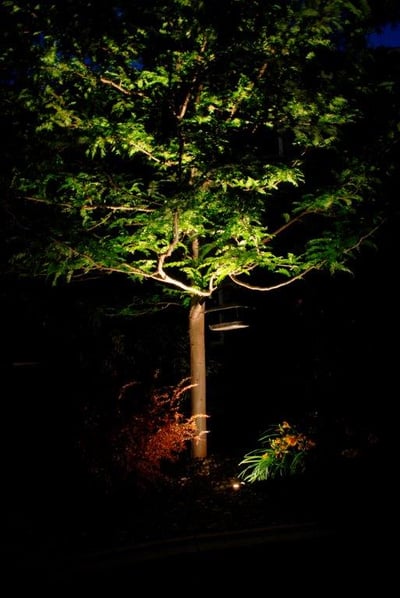 Outback_uplighting_most popular landscape lighting