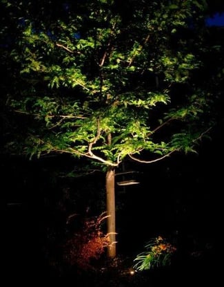 Uplighting landscape lighting on tree