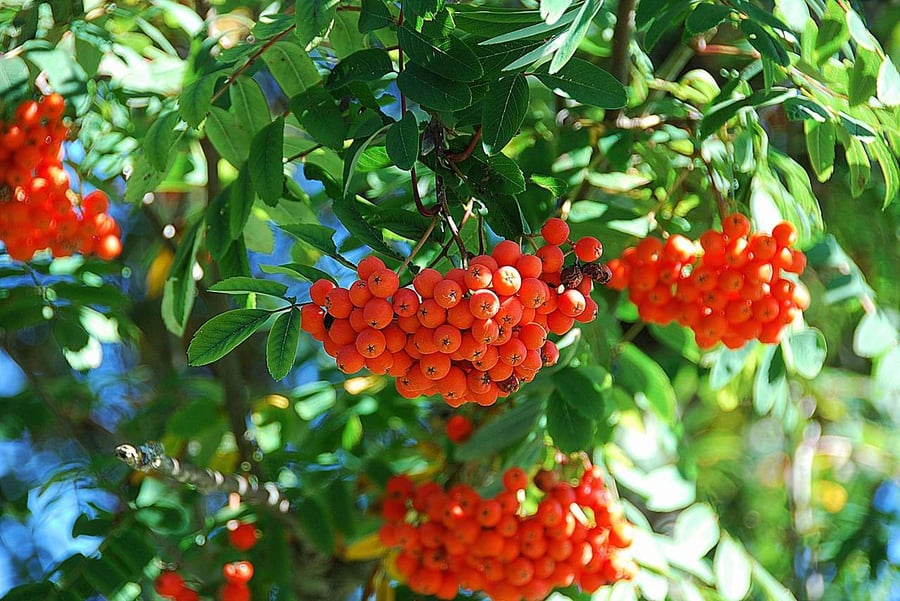 mountain ash plant