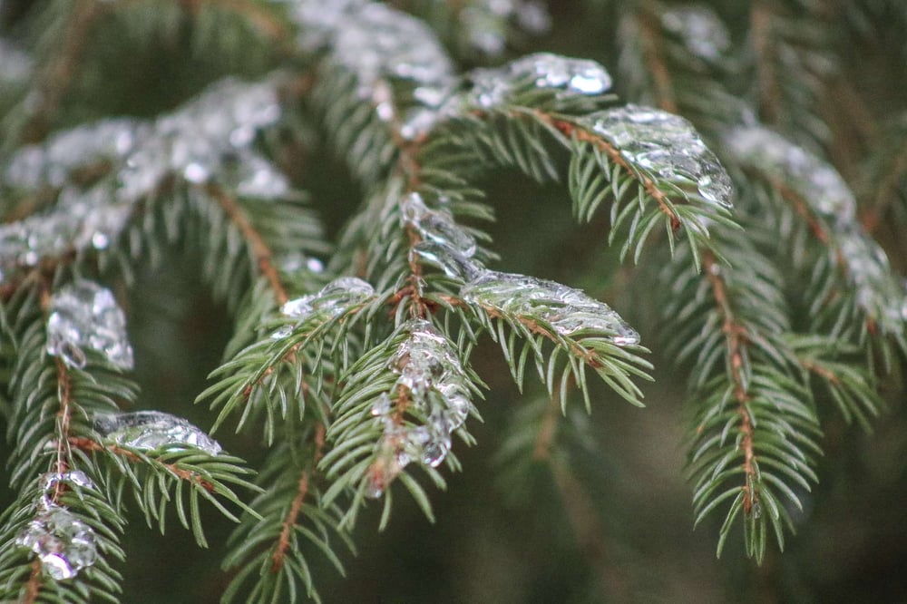 pine tree needles with ice