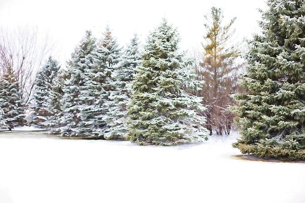 protecting evergreens in winter