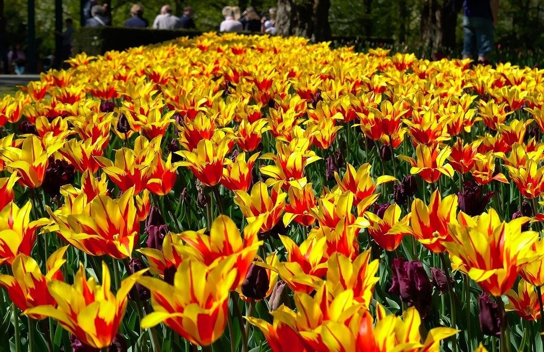 Mass of tiger lilies on commercial property landscape