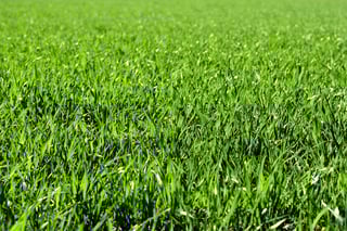 when to plant grass in idaho when to plant grass in idaho