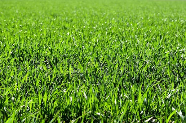 when to plant grass in idaho