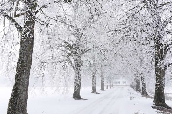 winter stress on trees