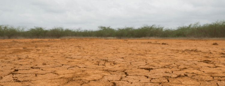 Drainage, shade or irrigation issues can lead to boring (and dead) landscapes.