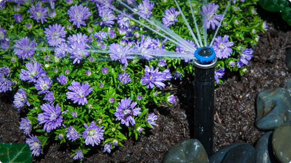 sprinkler head waters flowers