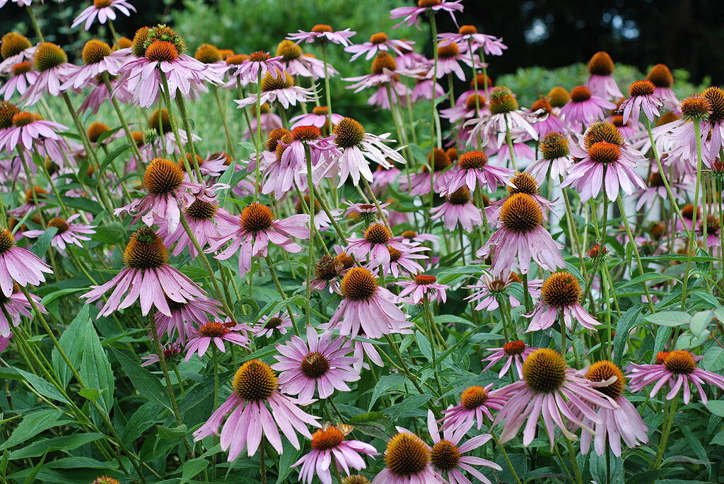 CC- purple coneflower