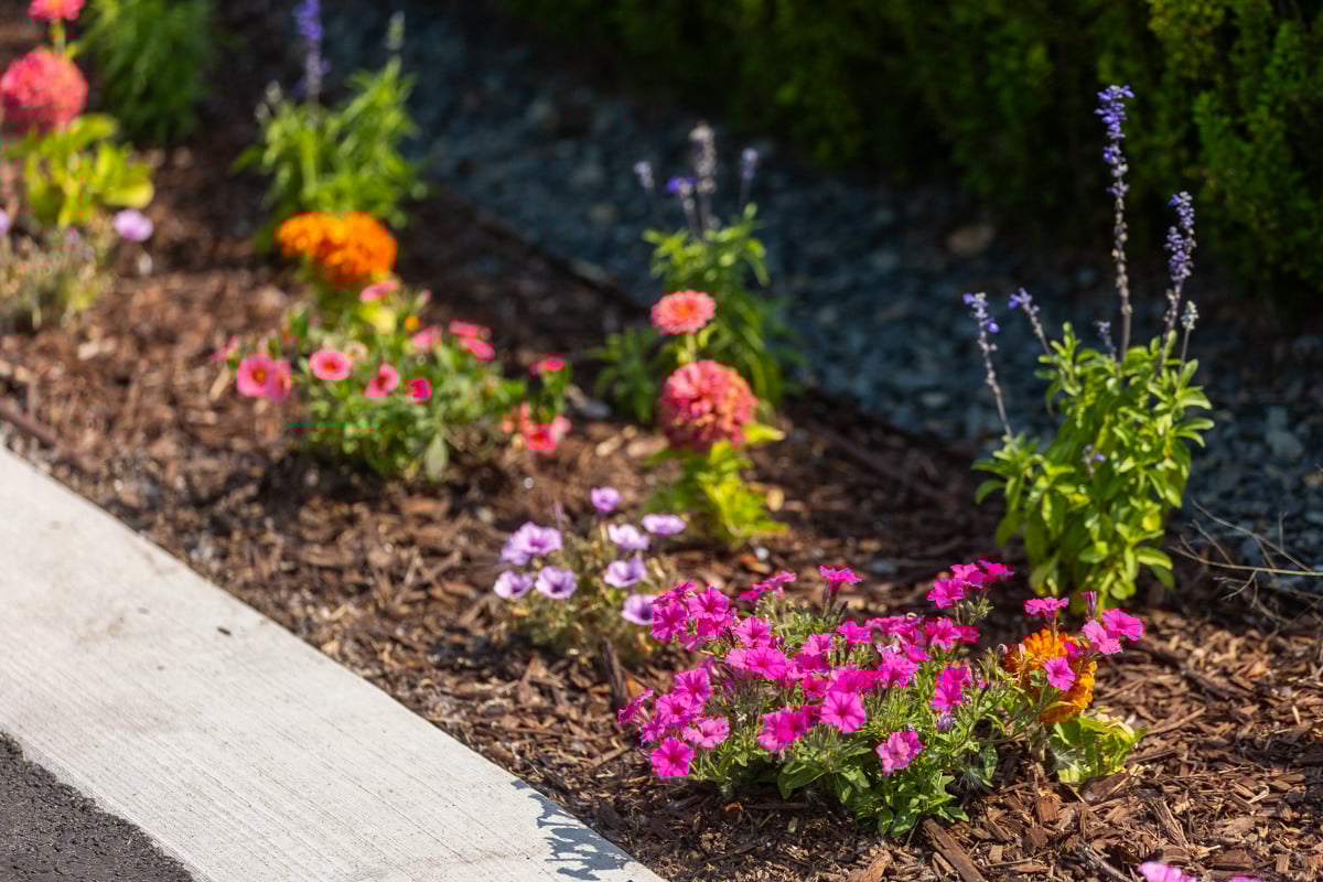 annuals flowers color bed plants detail mulch