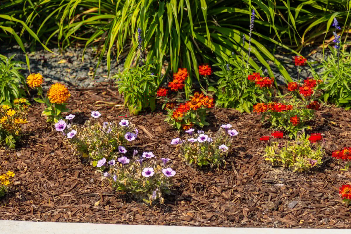 flowers annuals color bed mulch plants detail