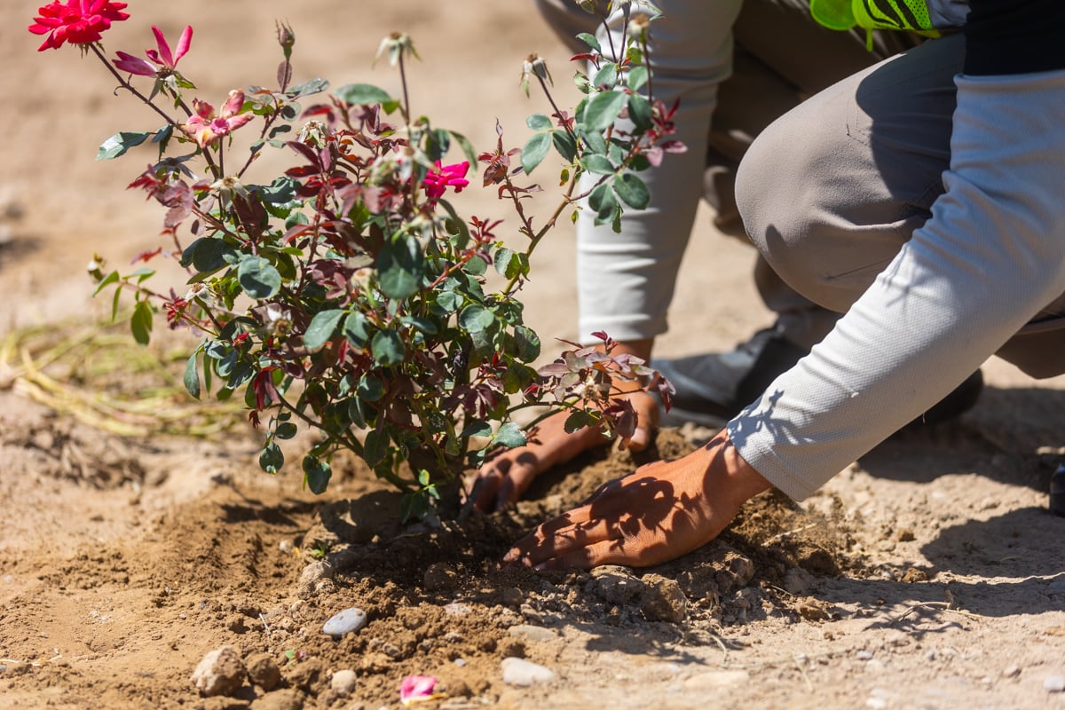installation crew team planting rose bush planting beds 2