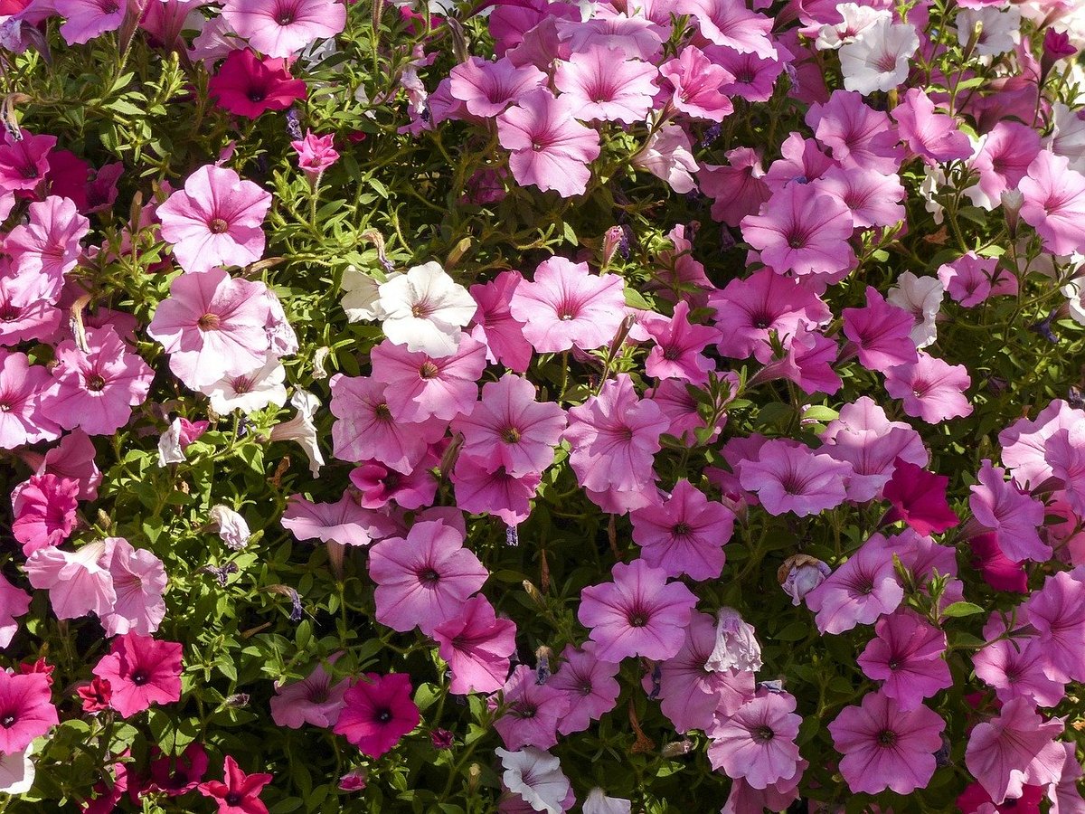 pink petunias with spent blooms