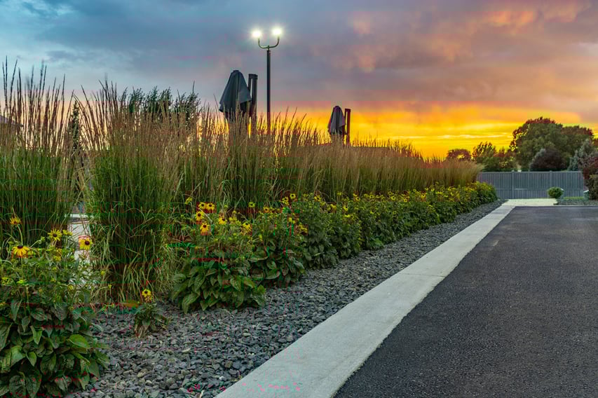plants grasses flowers perennials gravel bed sunset