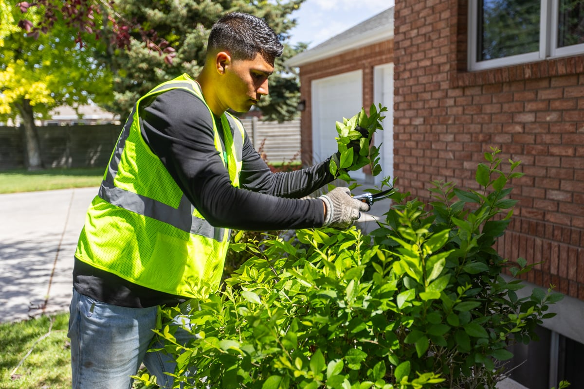 residential maintenance crew team trim prune shrubs plants 4