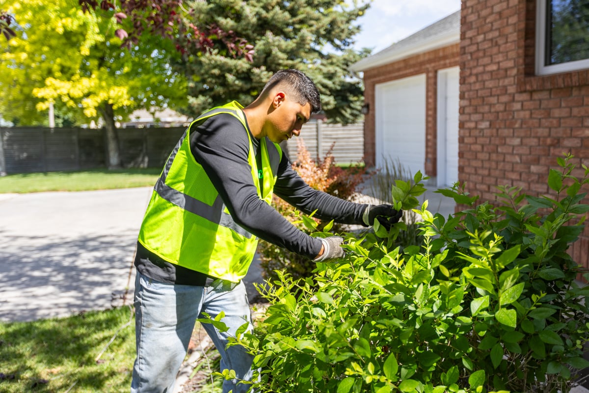 residential maintenance crew team trim prune shrubs plants 6