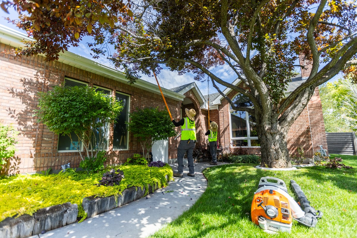 residential maintenance tree trimming prune crew team lawn 7