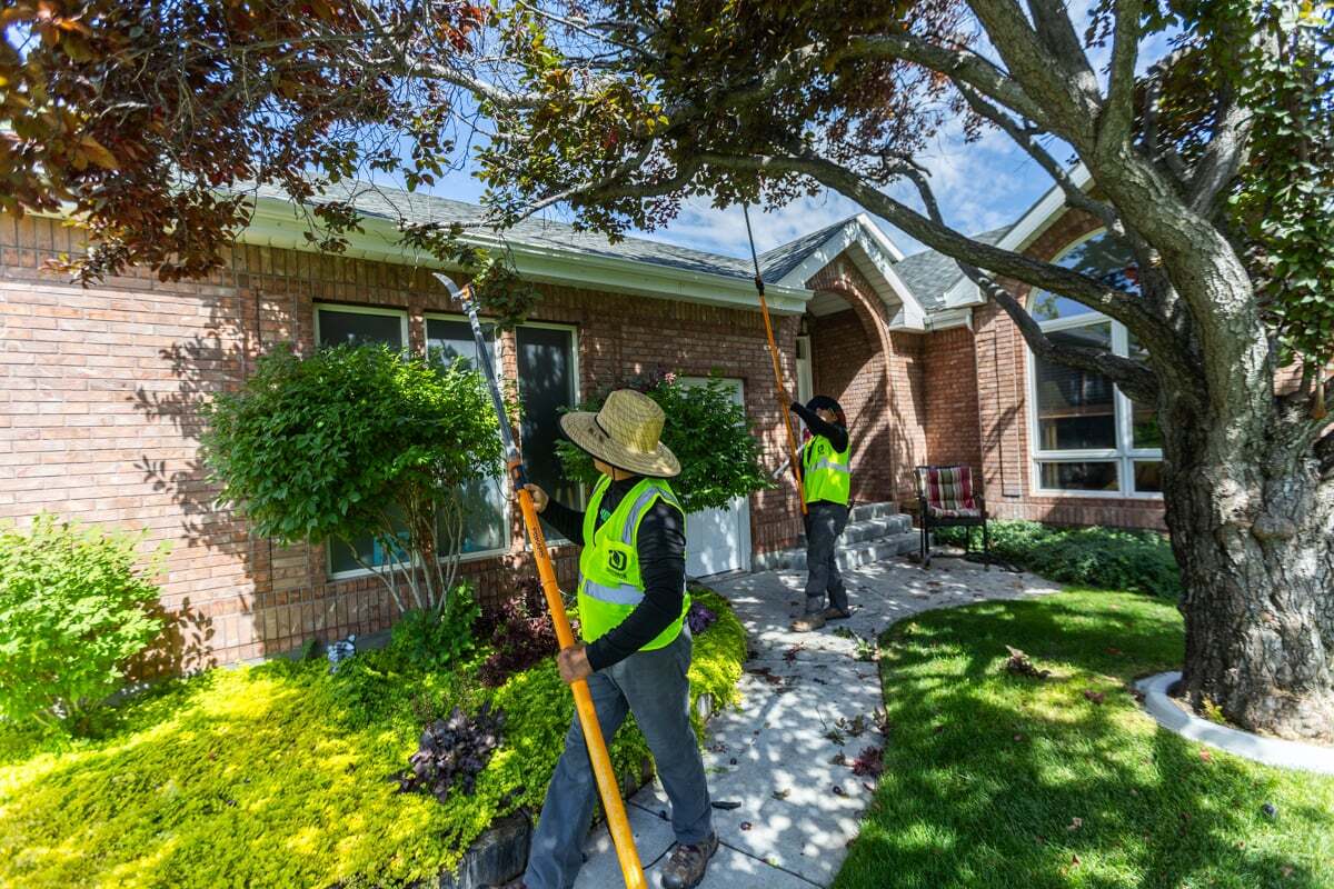residential maintenance tree trimming prune crew team lawn 9