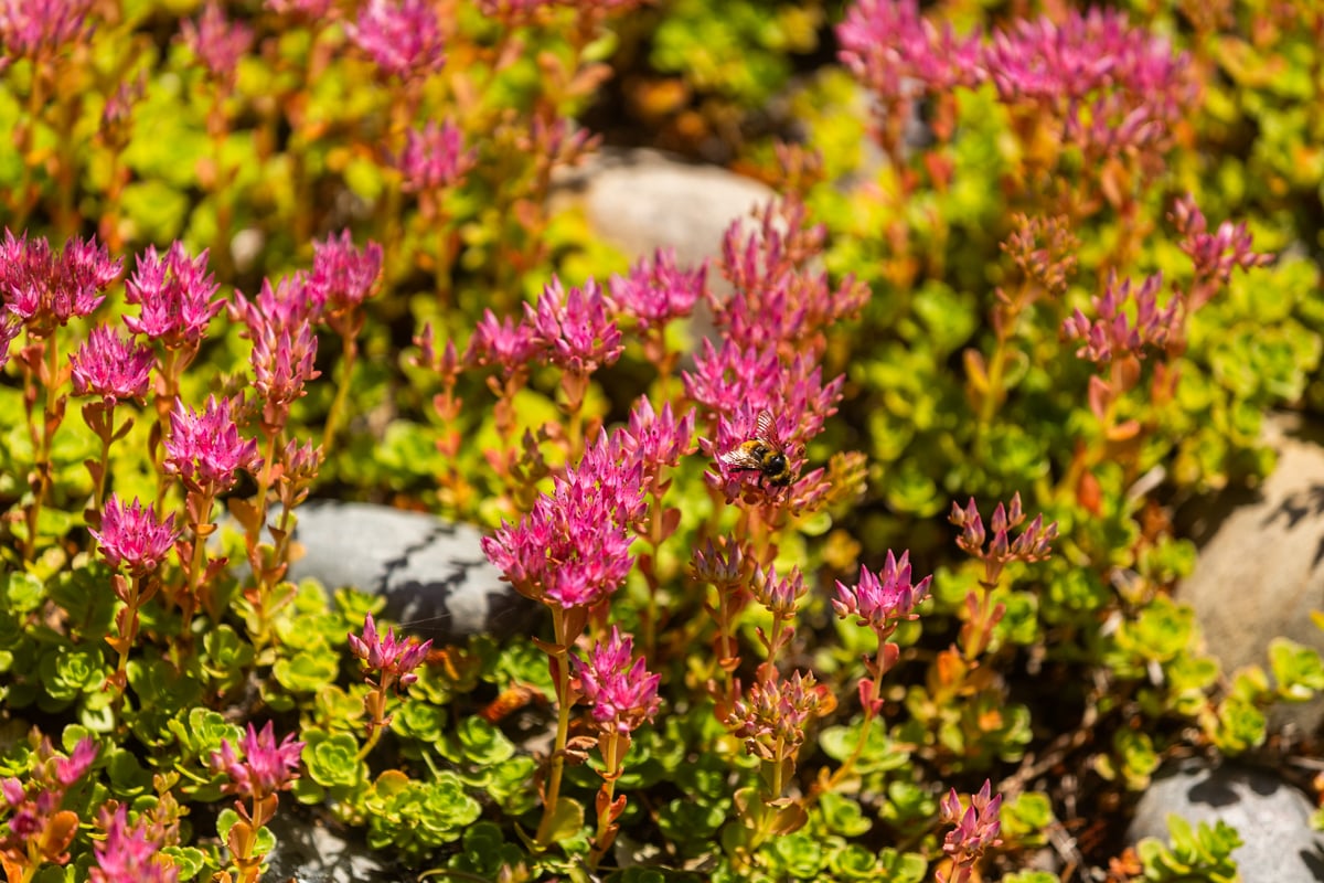 sedum groundcover plant closeup