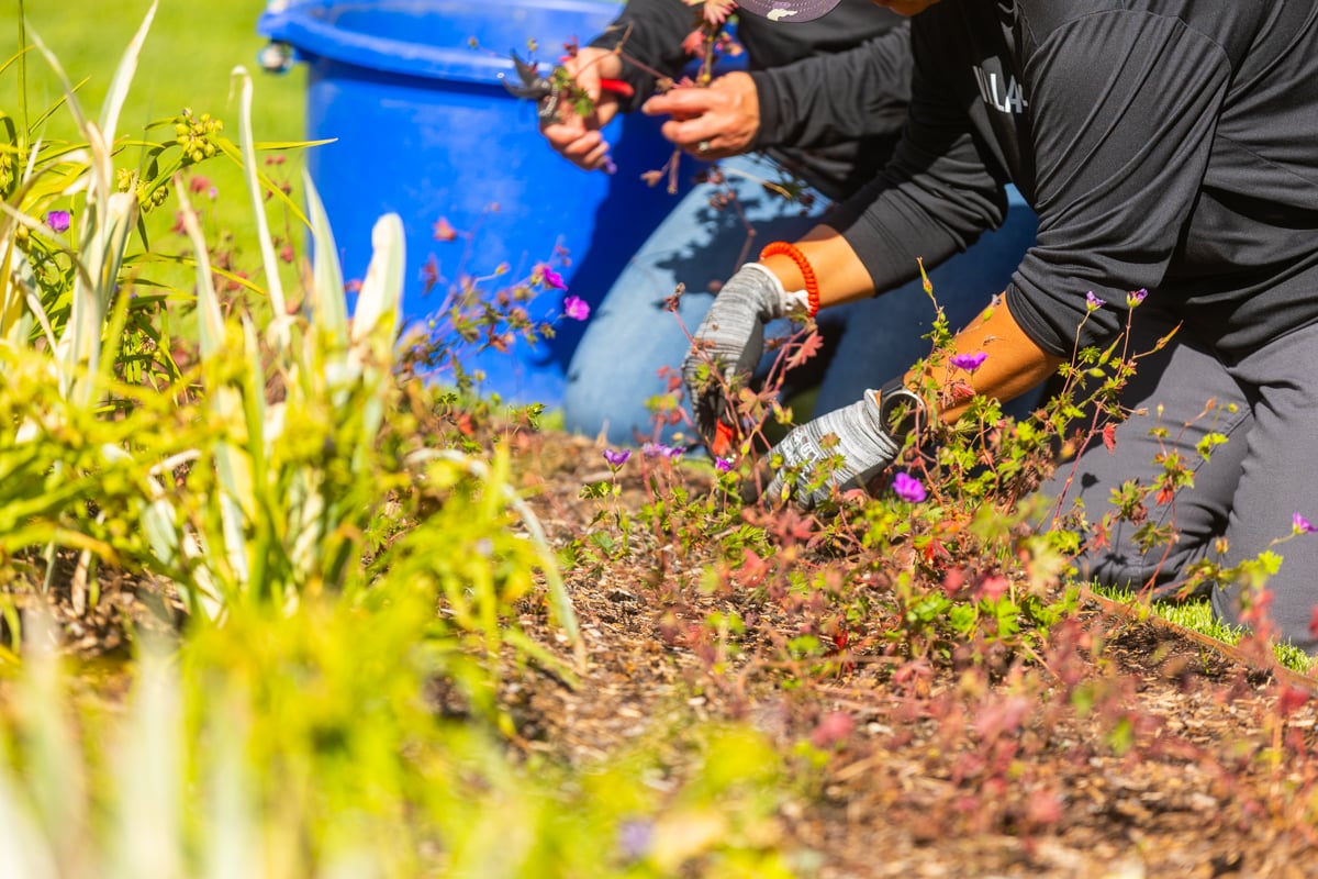 crew team cleanups planting bed flowers 4