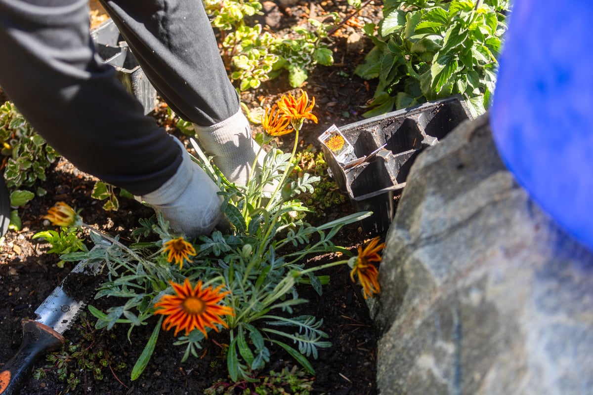 crew team maintenance planting annuals flowers (1)