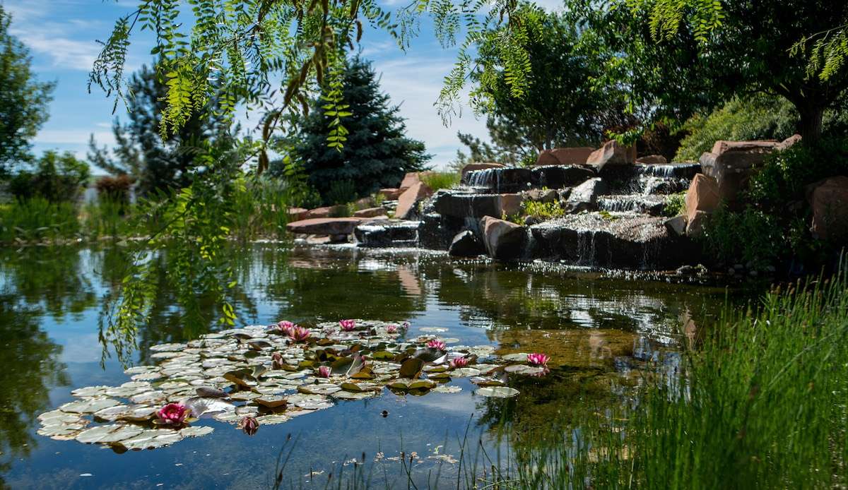 pond with lily pads