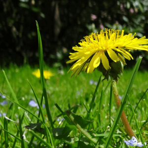 Weeds.png Weeds.png