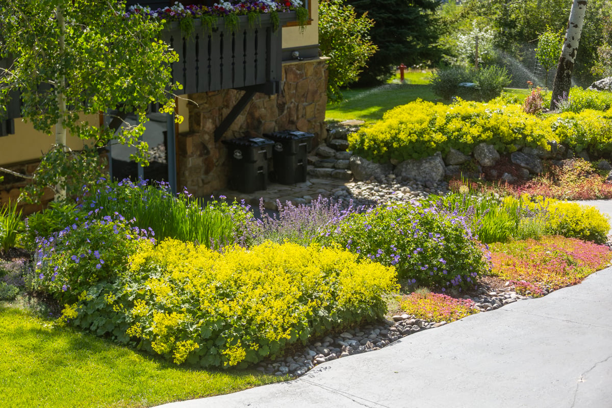 planting bed perennials shrubs paver walkway (1)