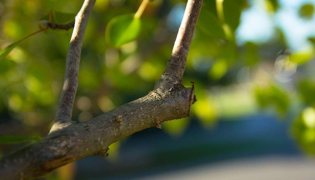 pruning job