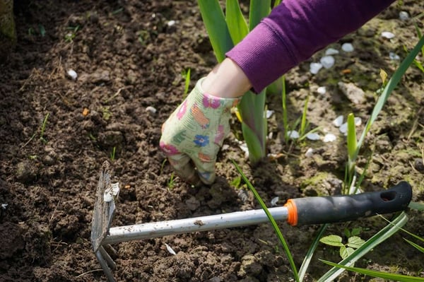 weeding in the garden