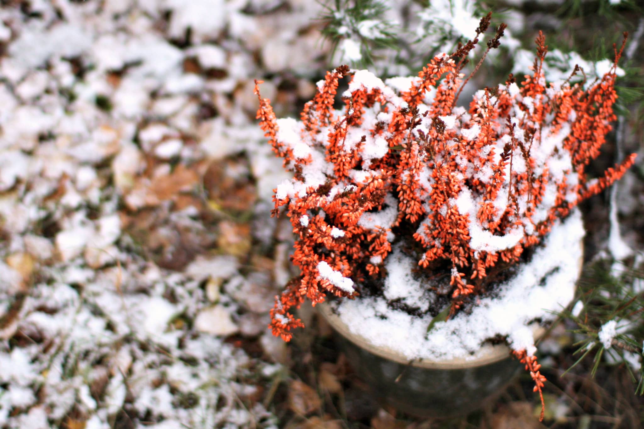 a nice planter pot with winter interest plants in snow