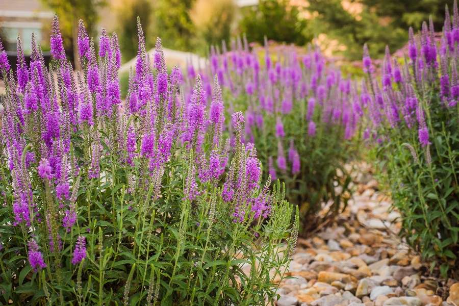 purple flowers