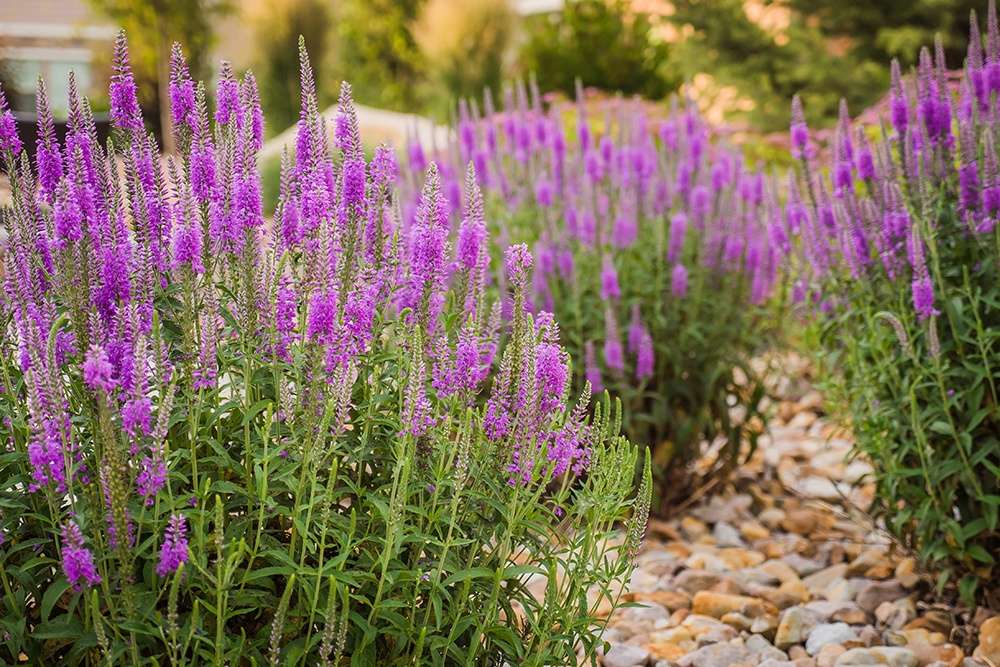 landscaping for office buildings