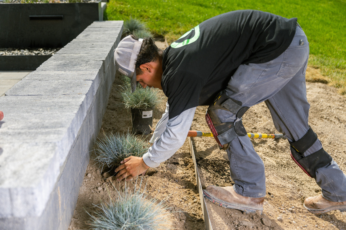 crew construction install planting grass perennial 3