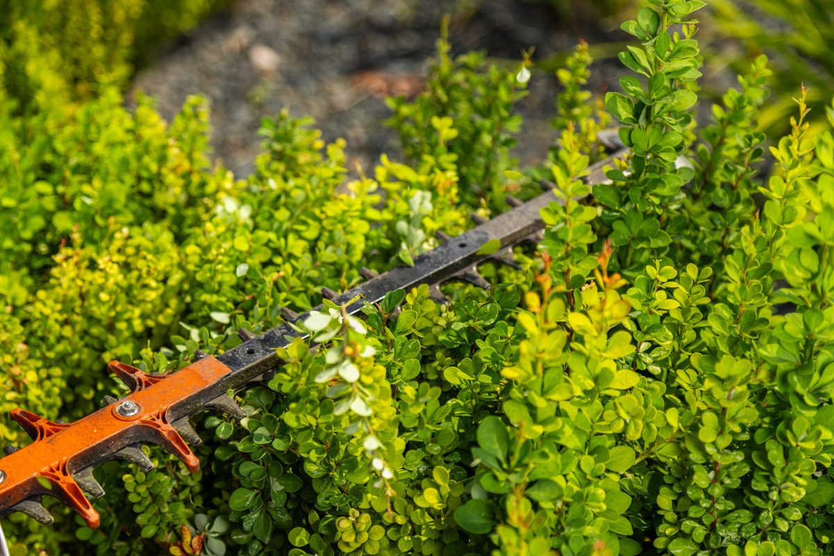 maintenance crew safety trim plants home house detail