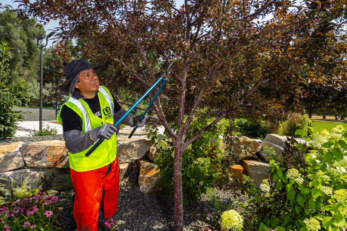 maintenance pruning crew action service tree branch 6