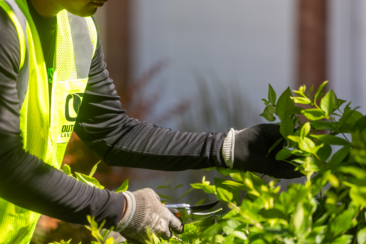 landscape maintenance expert hand-pruning an evergreen shrub in an idaho falls landscape