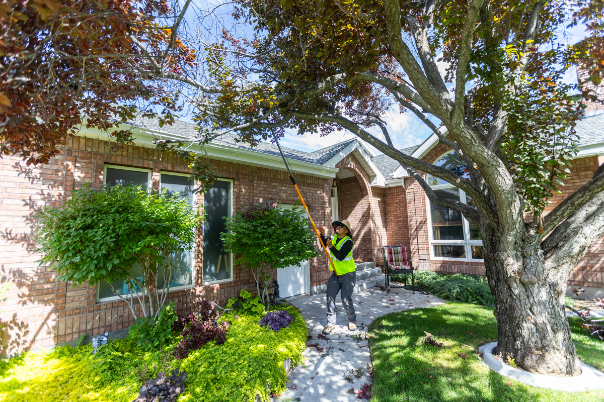 landscape maintenance team pruning shade trees in front of a nice idaho falls home