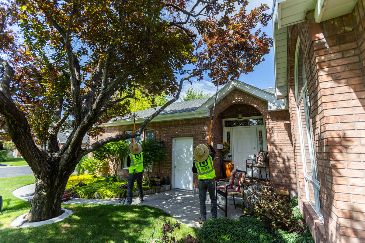 landscape maintenance crew pruning a tree in an idaho falls landscape